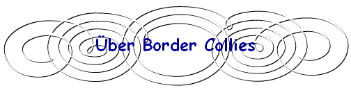 Über Border Collies